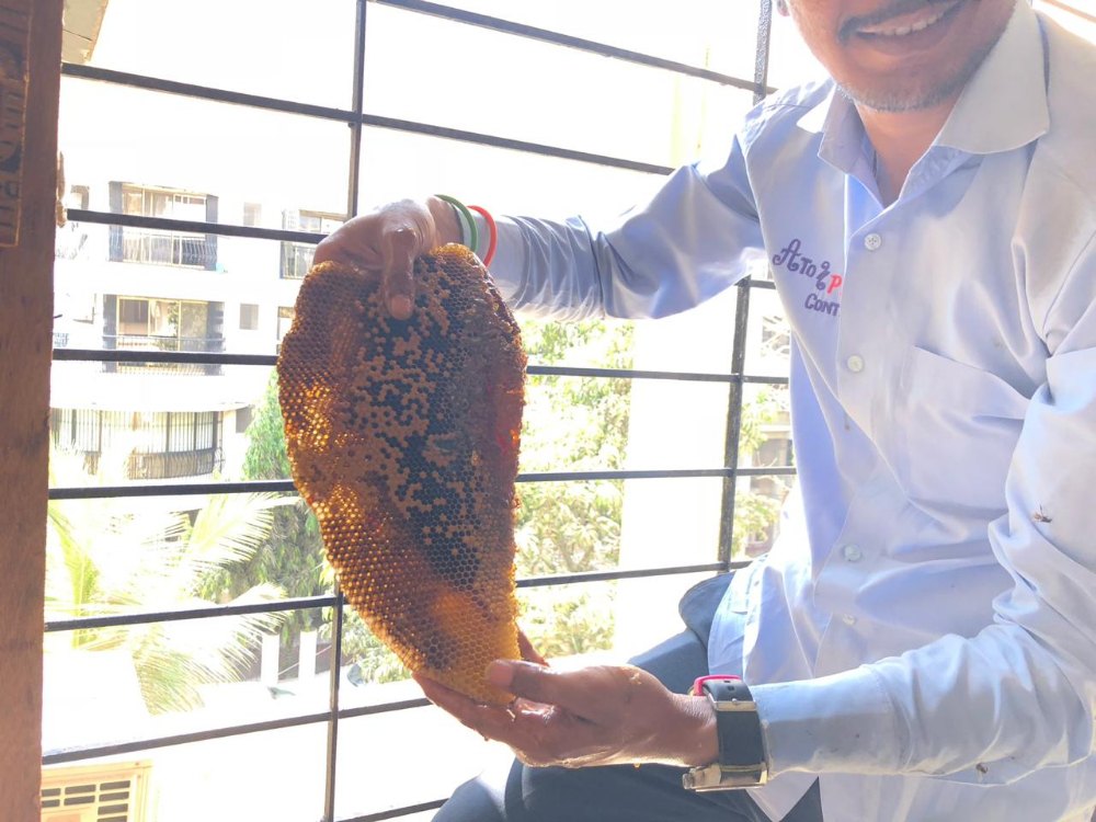 Honey Bees Treatment