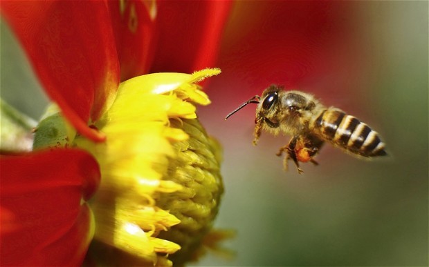 Honey Bee Treatment Services