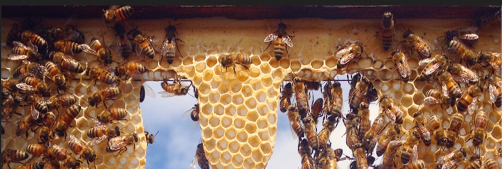 Honey Bee Treatment Services