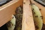 Honey Comb Treatment