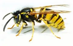 Bees and Wasp Control
