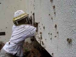 Bee Treatment Service