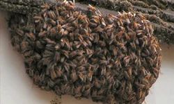 Honey Bee Removal Treatment