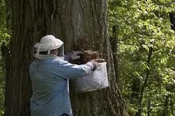 Honey bees Control