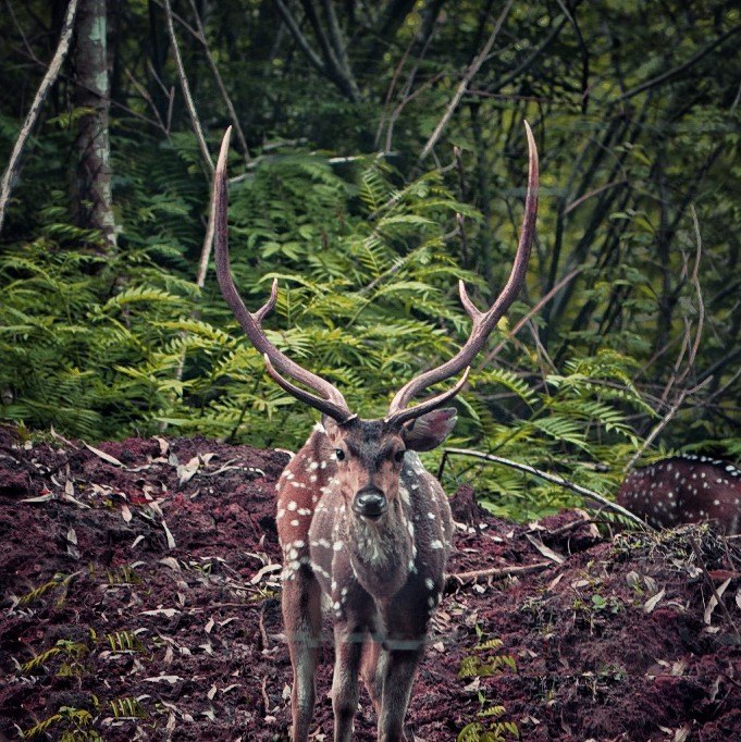 Weekdays Hunting Wildlife Photography Service, Local Area