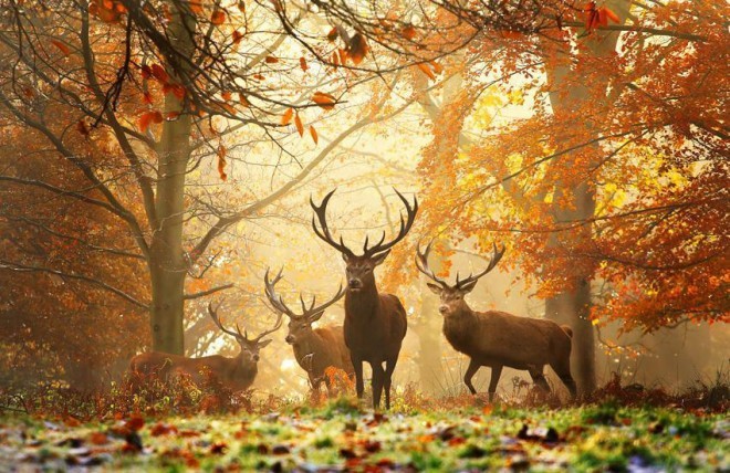 Animal Photography Service