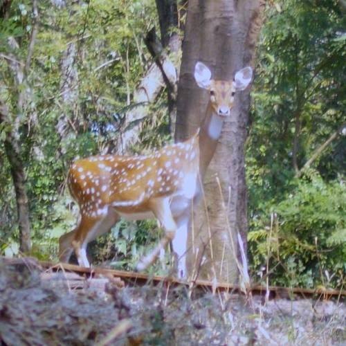 Nature Wildlife Photography Service