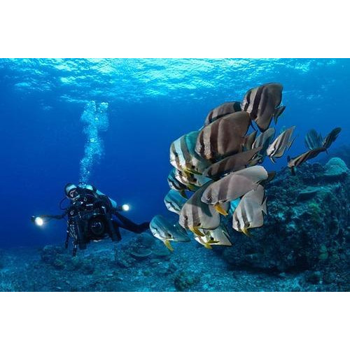 Underwater Photography And Filming Services