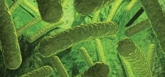 Microbiological Testing Services