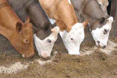 Animal Feed Testing Services