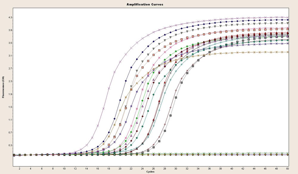 Biological Samples Real Time PCR Analysis