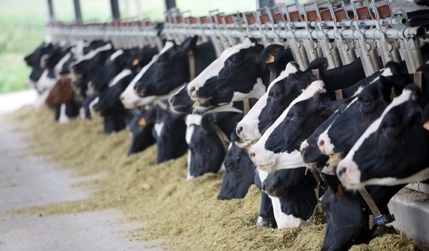 Nutritional Cattle Feed Testing Services, In Laboratory, Pan India