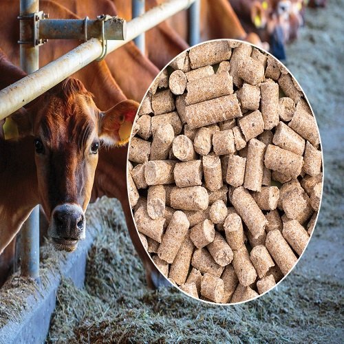 Cattle Feed Testing Services, In Laboratory, In House