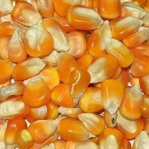 Maize Cattle Feed Testing Services