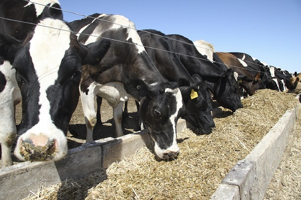 Cattle Feed Testing Services, for Animal Feed Producers, In Laboratory