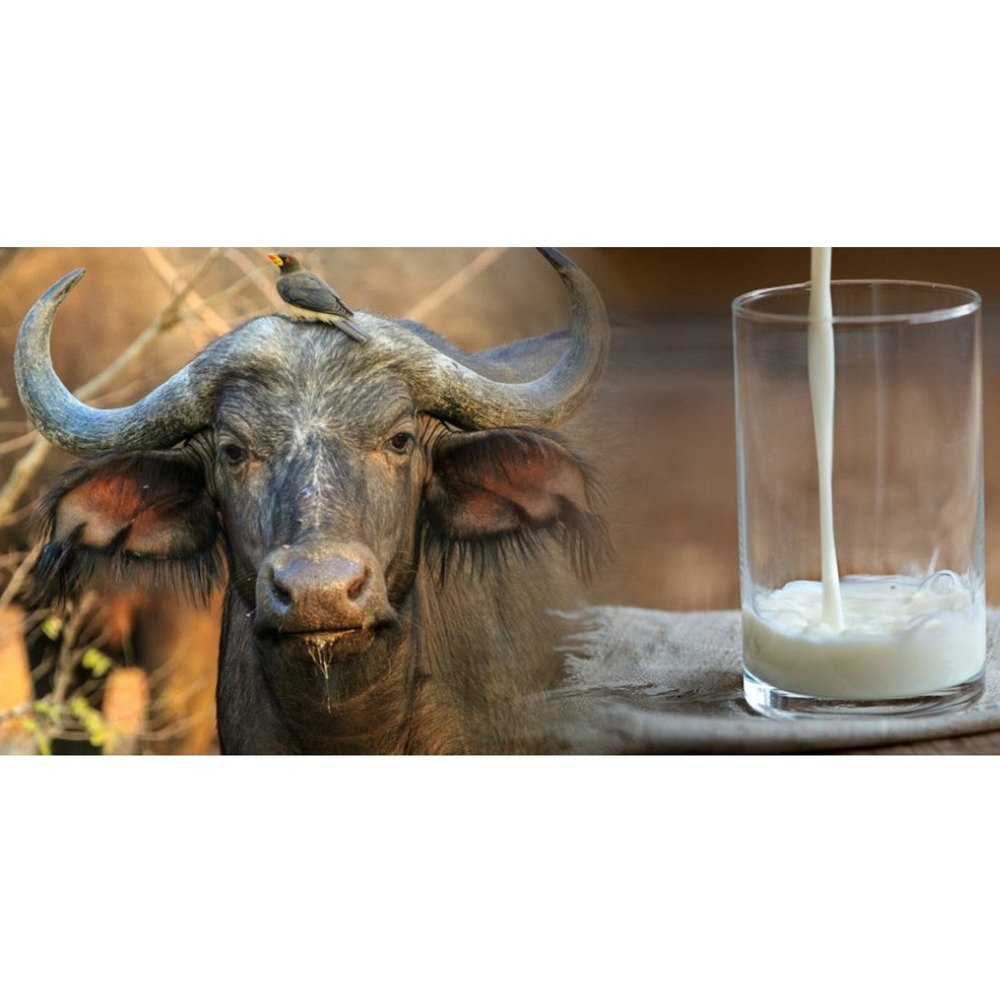 Buffalo Milk Testing Service, In Laboratory