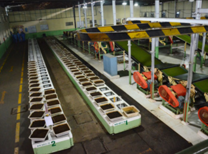 Tea Fermenting Service