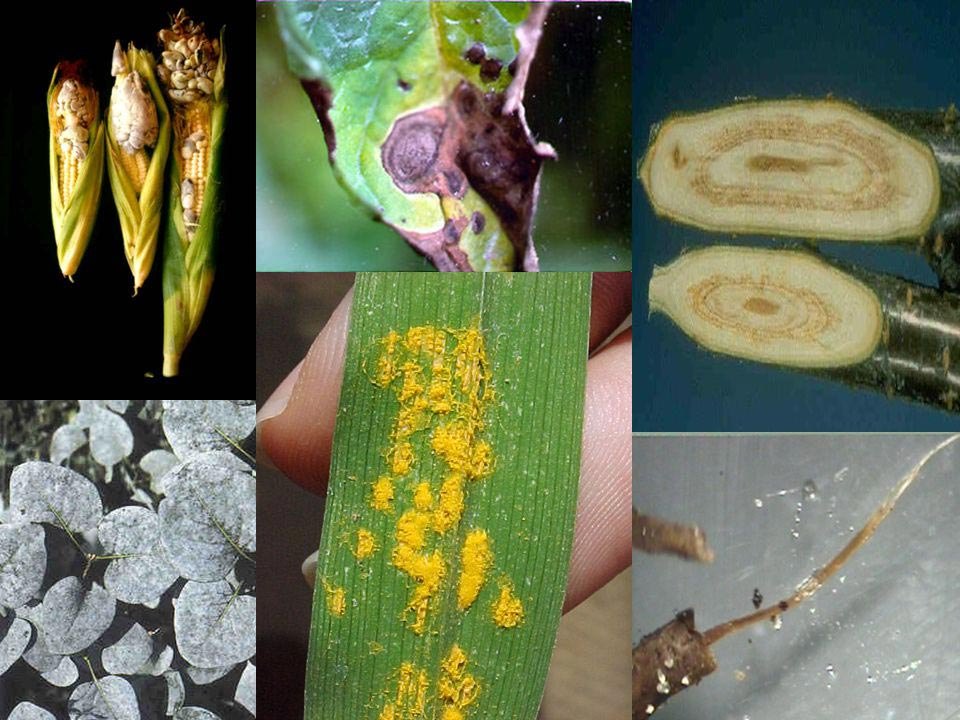Chemical Pathogenic Analysis Service