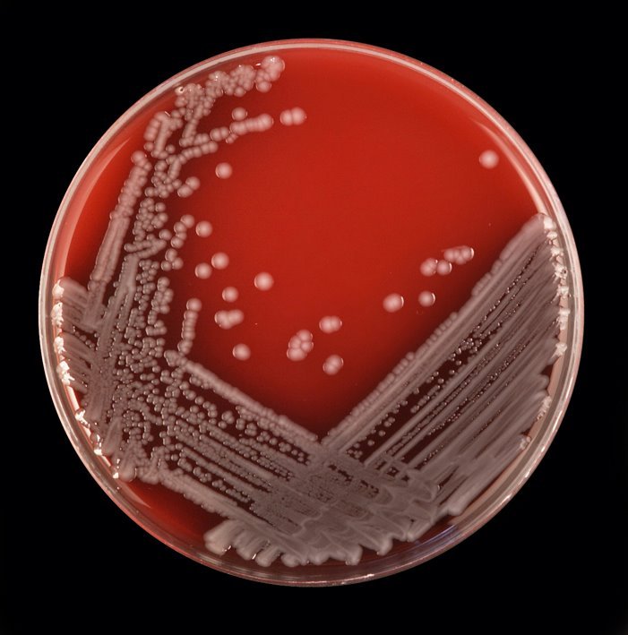 Pathogen Testing Service, Pharmaceutical And Chemical Industries