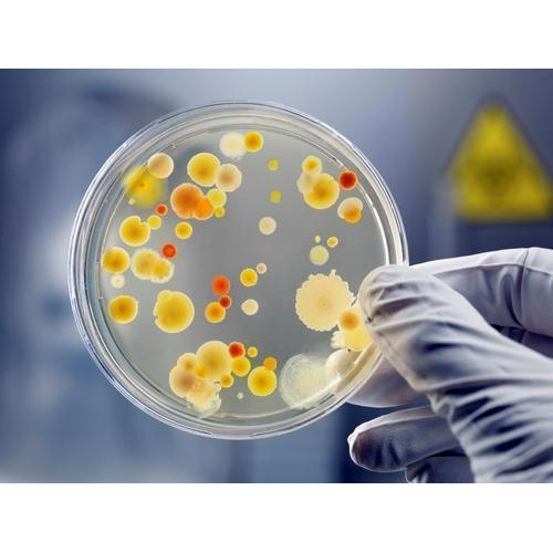 Bacteria Count Testing Services