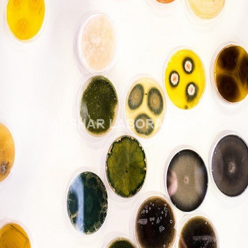 Assay Testing Services