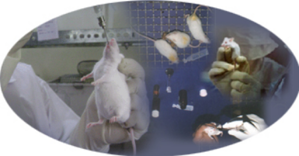 Bioanalytical Toxicity Studies Service, For Lcmsms, Hyderabad