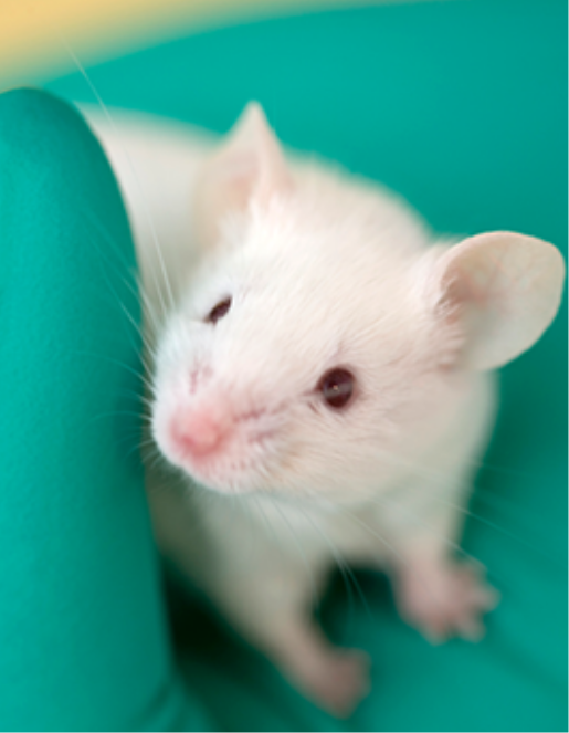 Animal Studies Services
