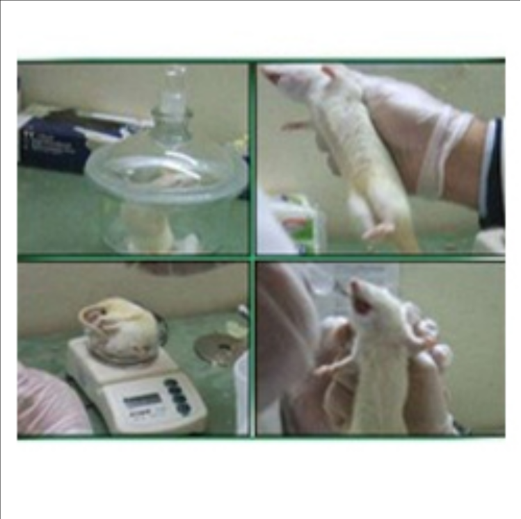Chronic Toxicity Studies Courses