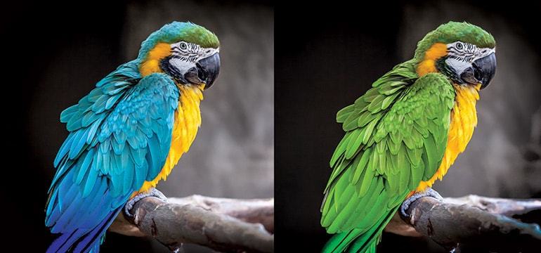 Photo Manipulation Services