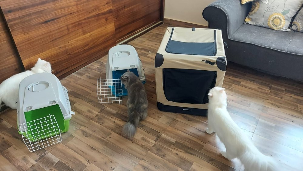 Pet Transportation Services