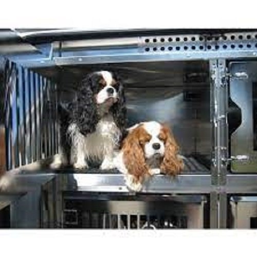 Pet Dog Transportation Service