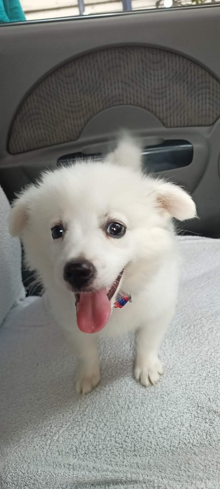 Pet Transportation Service Hyderabad secunderabad
