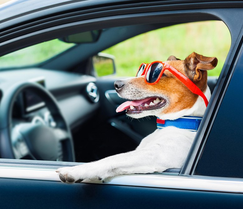 Pan India Pet Transportation Services
