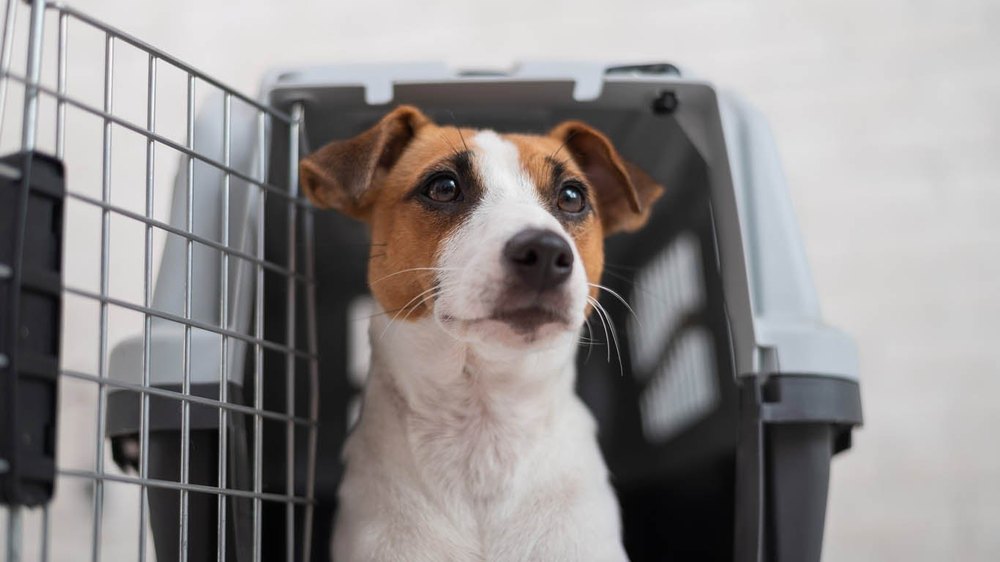 Truck Pet Transportation Services