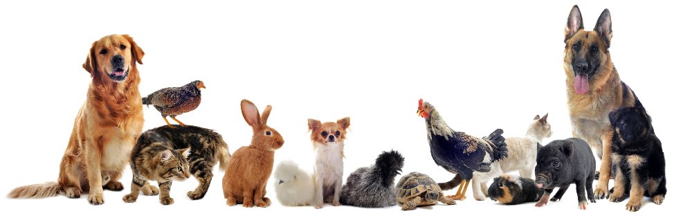 Pet Moving Services