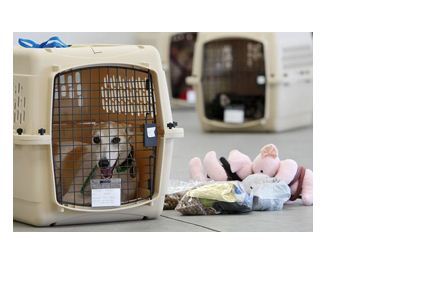 Pet Moving