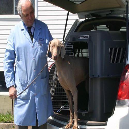 Pet Transportation Services