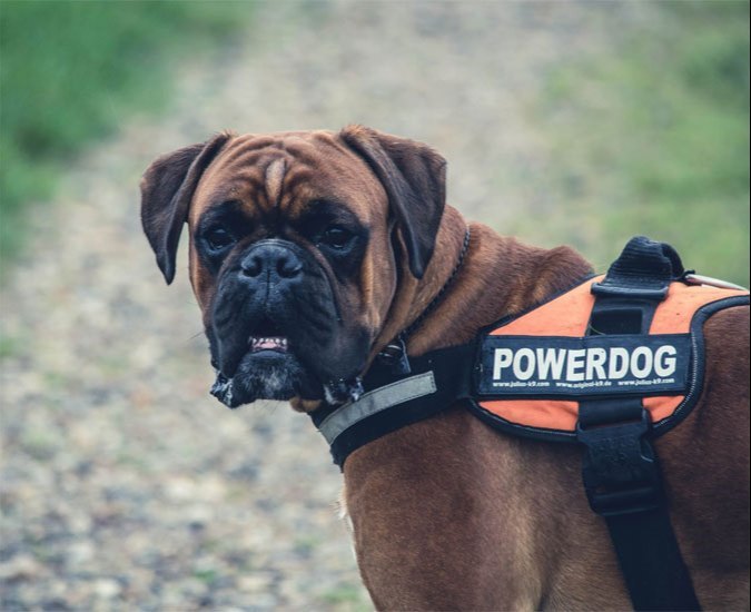 Pet Transfer Service