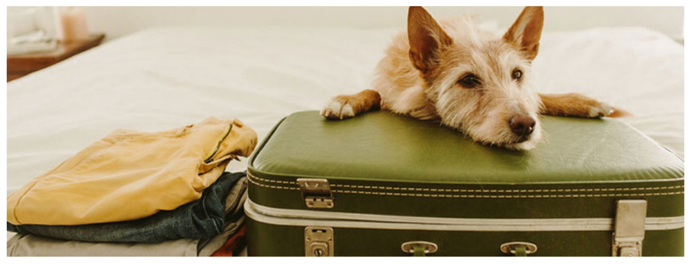 Pet Moving Services