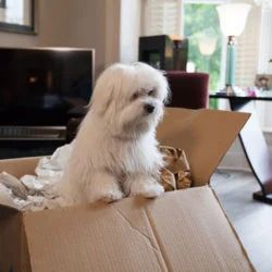 Pet moving