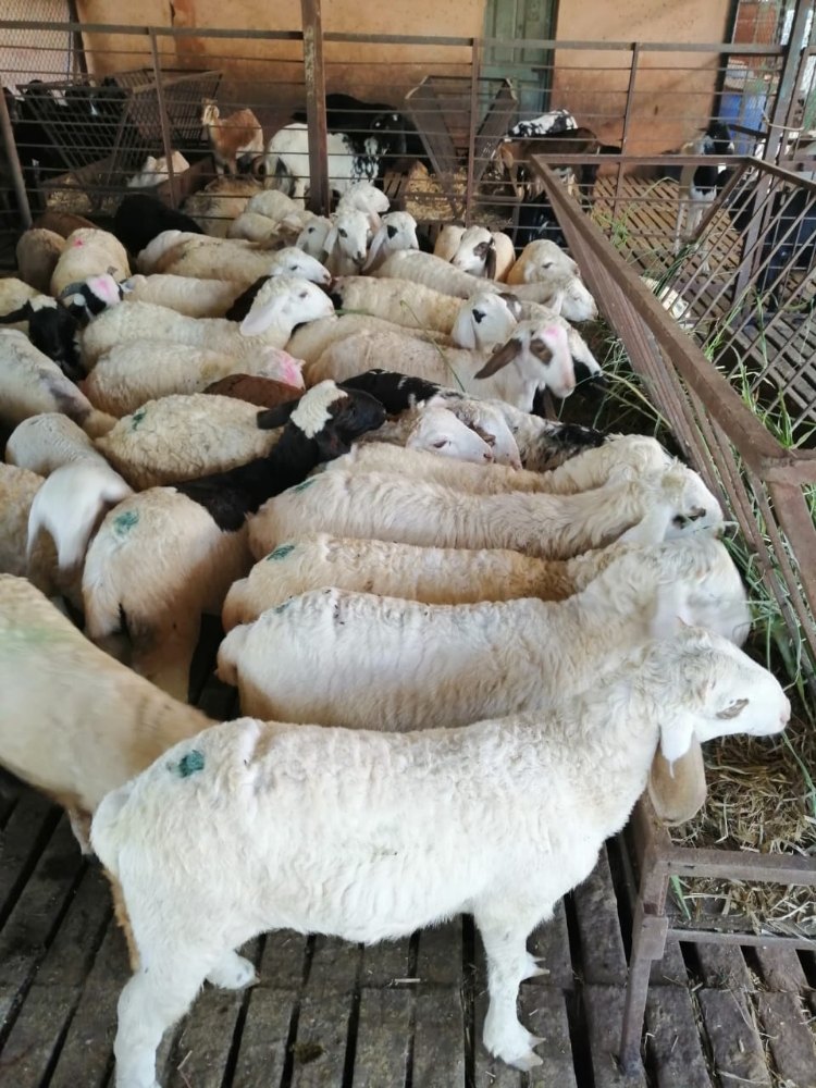 Online Commercial Sheep and Goat Project Report Services for Bank, Pan India