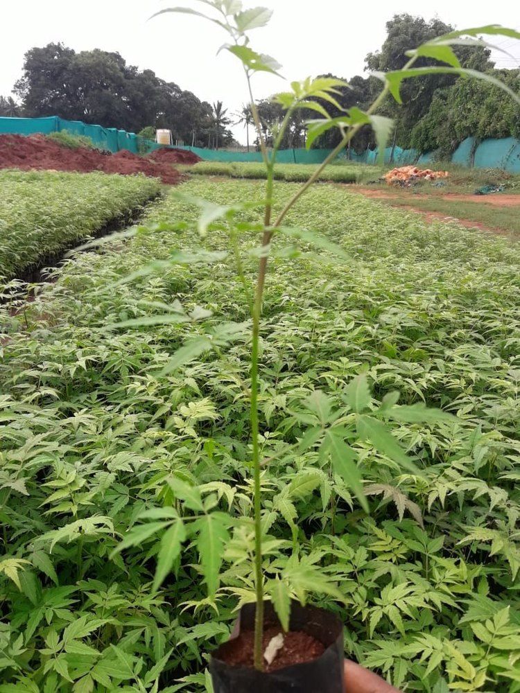 Plantetion projects
