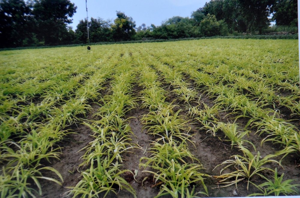 Agriculture And Medicinal Project Consultant