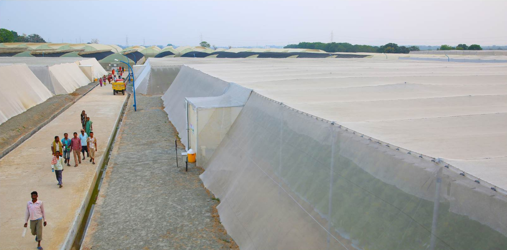 Green House Turnkey Solutions