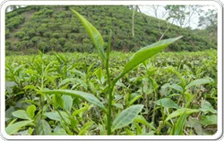 Agricultural Projects