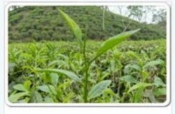 Agricultural Project