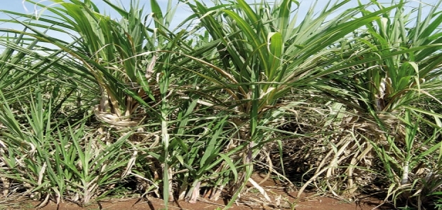 Agro Processing Projects