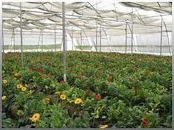 Agricultural Turnkey Projects