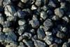 Coal Service