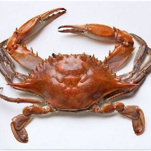 Fresh Live Crabs, for Restaurant